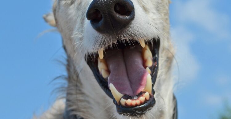 Delivery driver ‘severely’ bitten on both hands by dog in Calne