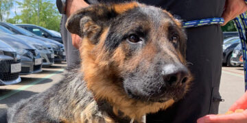 Police seize dog in Swindon after it’s found distressed in hot car