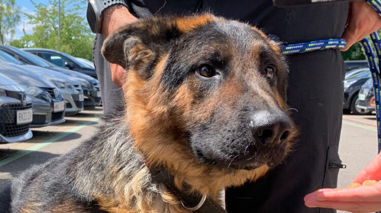 Police seize dog in Swindon after it’s found distressed in hot car