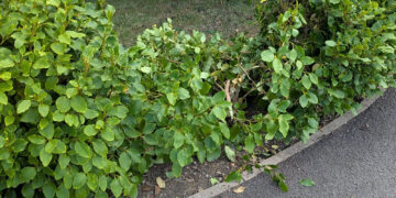 Woman’s upset as garden ‘vandalised by children’ in Corsham