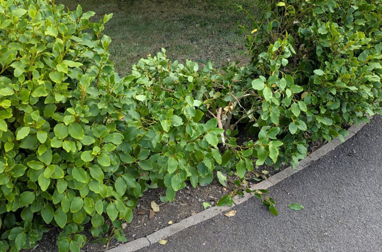 Woman’s upset as garden ‘vandalised by children’ in Corsham