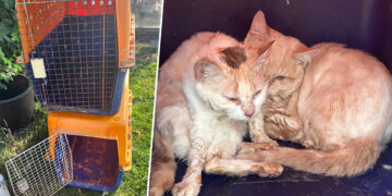 Ten cats caged and dumped in Wiltshire without food or water