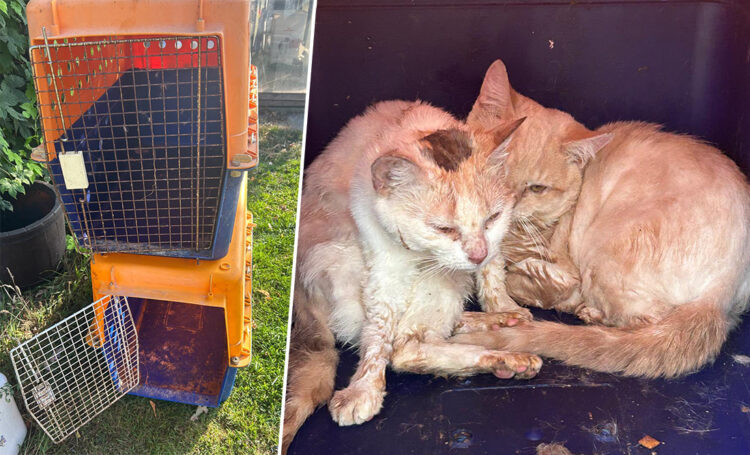 Ten cats caged and dumped in Wiltshire without food or water