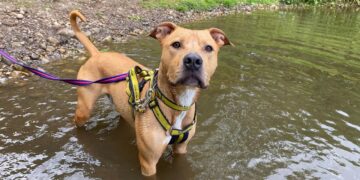 A dog on a lead in some water. The Dogs Trust is warning people to beware of blue-green algae