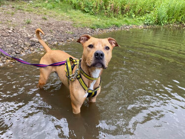 A dog on a lead in some water. The Dogs Trust is warning people to beware of blue-green algae