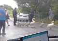 Family of swans moved out of Wiltshire road by armed police