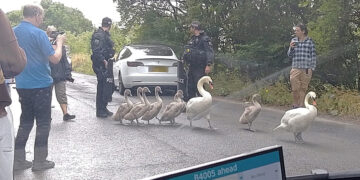 Family of swans moved out of Wiltshire road by armed police