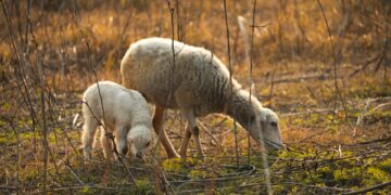 Owner of vicious dog sought after sheep attacked near Swindon
