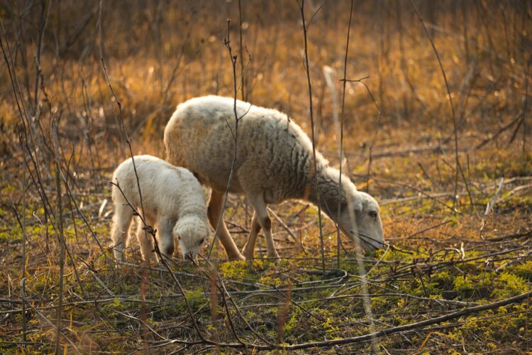 Owner of vicious dog sought after sheep attacked near Swindon