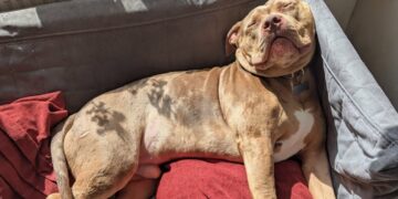 Hippo is an XL Bully dog. He is sleeping in sunshine