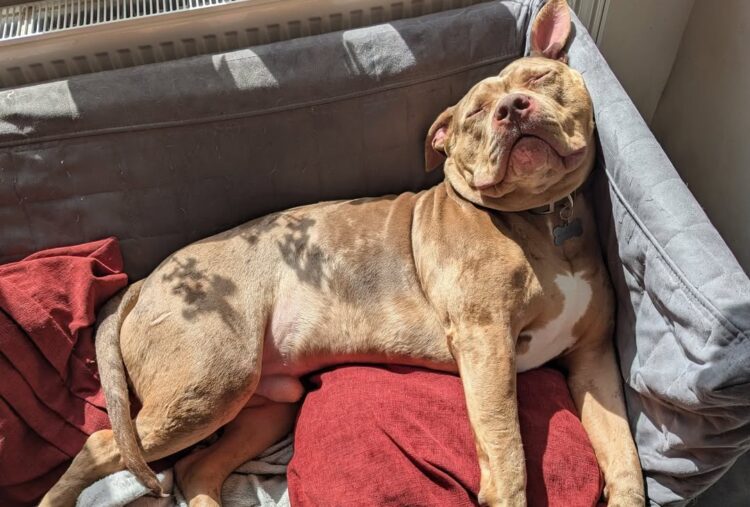 Hippo is an XL Bully dog. He is sleeping in sunshine