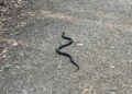 ‘Dumped’ big black snake spotted roaming Swindon woods again