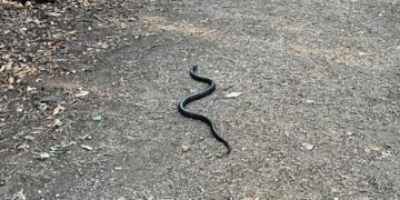 ‘Dumped’ big black snake spotted roaming Swindon woods again