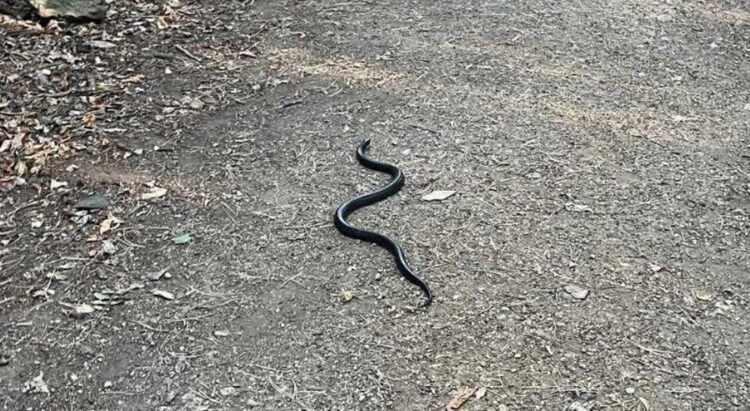 ‘Dumped’ big black snake spotted roaming Swindon woods again