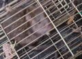A caged rat, in a picture released by the RSPCA