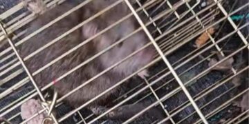 A caged rat, in a picture released by the RSPCA