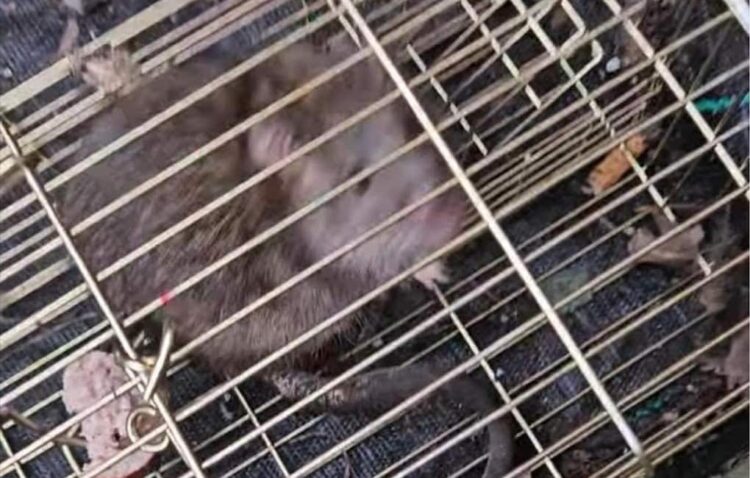 A caged rat, in a picture released by the RSPCA