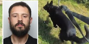 Daniel Kibblewhite who was caught by police dog Stan