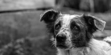 Teenage dog sitters ‘abused and violated my home’, woman claims