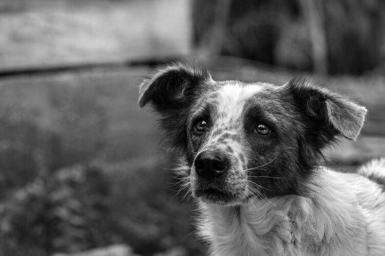 Teenage dog sitters ‘abused and violated my home’, woman claims