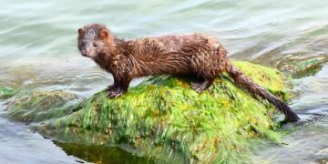 Mink trap on Bassett canal destroyed by misinformed man