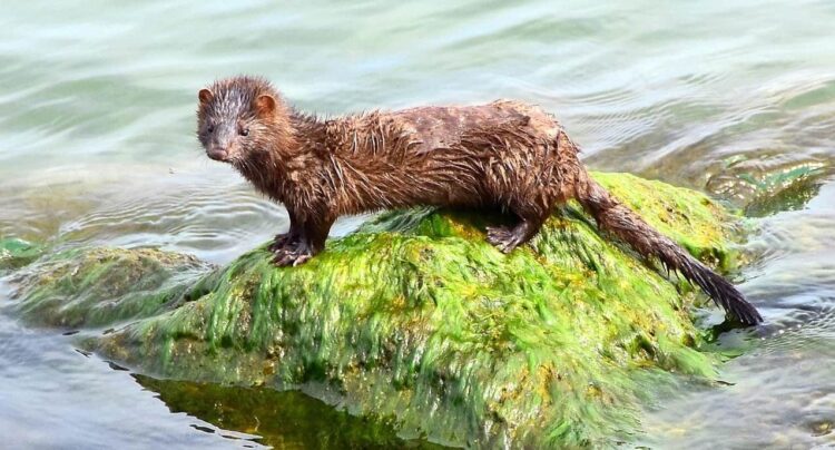 Mink trap on Bassett canal destroyed by misinformed man