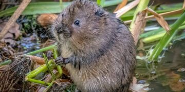 Firms avoid prosecution for destroying water vole home in Lechlade