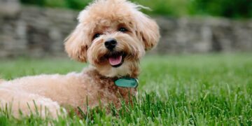Top 5 In-Home Dog Grooming Services NYC Dog Owners Trust