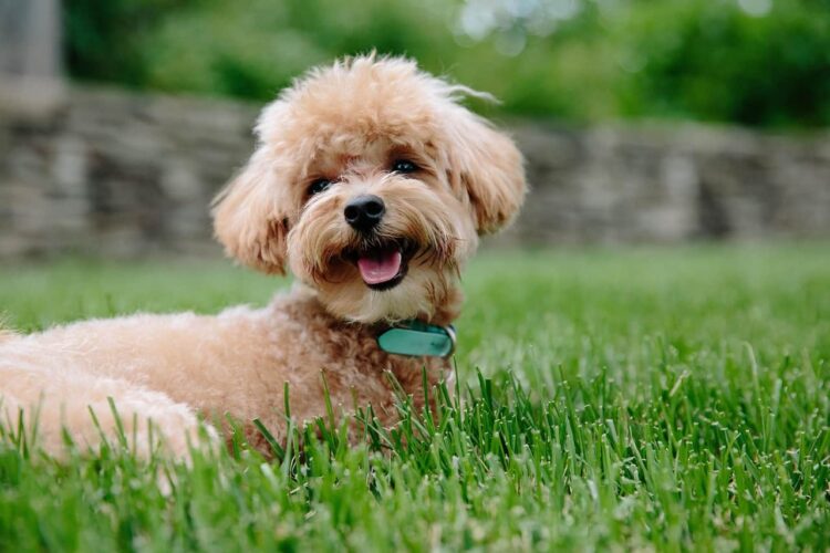 Top 5 In-Home Dog Grooming Services NYC Dog Owners Trust