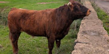 Pesky bull Trevor tests boundaries at Wiltshire rescue centre – literally