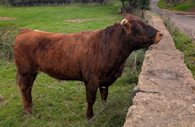 Pesky bull Trevor tests boundaries at Wiltshire rescue centre – literally