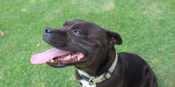 Staffordshire Bull Terrier injures man and dog in Devizes, police say