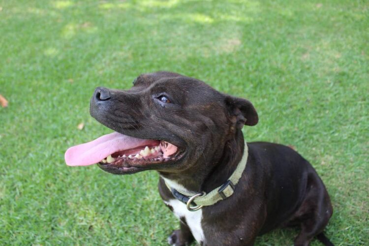 Staffordshire Bull Terrier injures man and dog in Devizes, police say