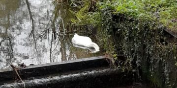Dead swan found on Wiltshire river – residents claim they keep dying