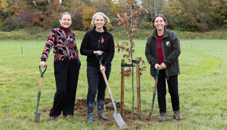 Eighty oaks planted at Swindon park to mark WWII anniversary