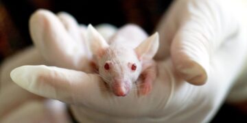 An albino mouse in the hands of someone wearing latex gloves. It could be used in animal testing