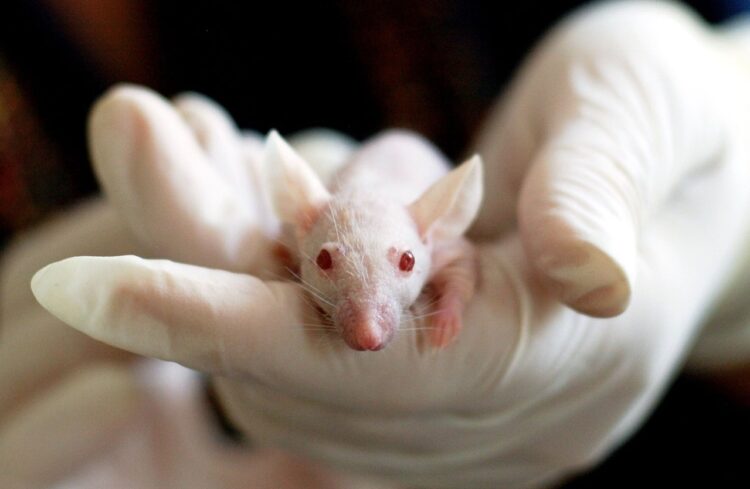 An albino mouse in the hands of someone wearing latex gloves. It could be used in animal testing