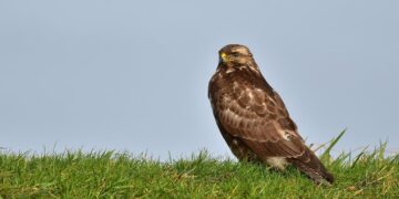 Bird flu confirmed in Wiltshire as buzzard found dead near river