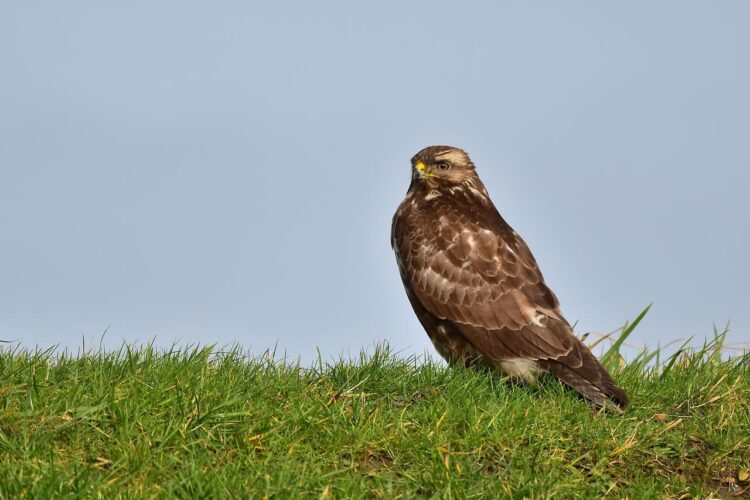 Bird flu confirmed in Wiltshire as buzzard found dead near river