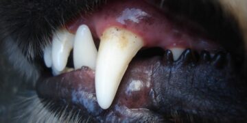 Woman bitten by dog in Wiltshire village warns others to be cautious
