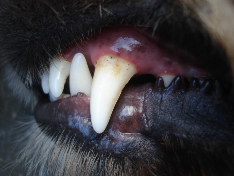 Woman bitten by dog in Wiltshire village warns others to be cautious