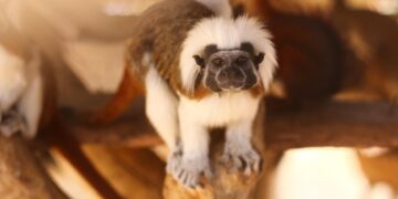 Monkey owners warned by Wiltshire Council over new licence law
