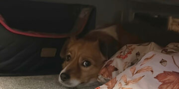 A dog under a bed, scared of fireworks