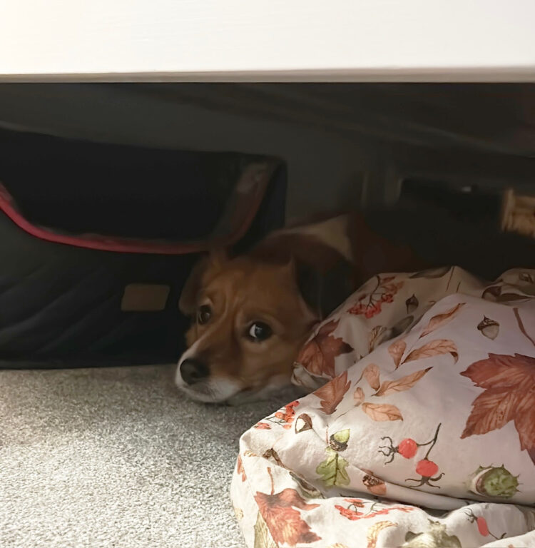A dog under a bed, scared of fireworks