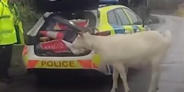 Goatbusters: Police catch goat terrorising people in Wiltshire village