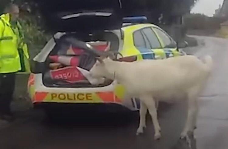 Goatbusters: Police catch goat terrorising people in Wiltshire village