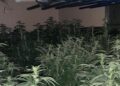 Five people arrested as Wiltshire Police uncover huge drug factory