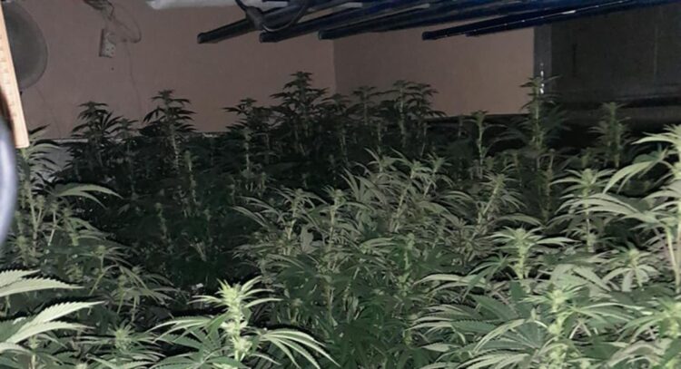 Five people arrested as Wiltshire Police uncover huge drug factory