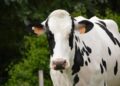 Urgent warning after loose cow spotted on A361 near Trowbridge