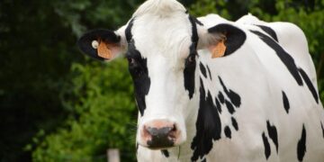 Urgent warning after loose cow spotted on A361 near Trowbridge